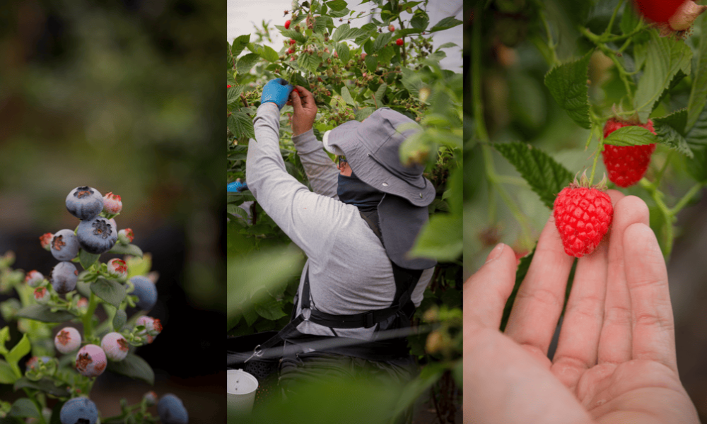 ¿Qué hay detrás del sabor de un berry? Las cuatro claves de una categoría en crecimiento