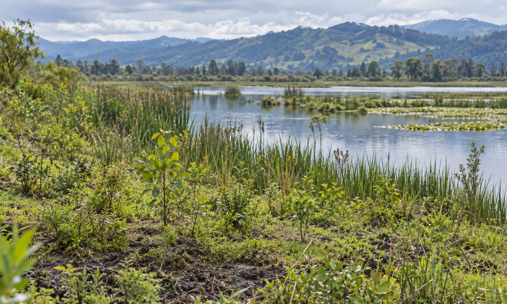 Essity fortalece su compromiso ambiental en Cajicá con la conservación del humedal La Tingua Bogotana
